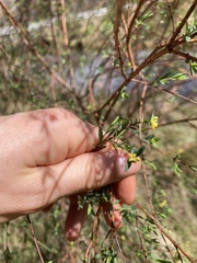 Pimelea pauciflora