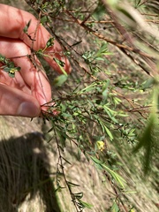 Pimelea pauciflora
