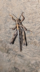 Cyrtacanthacris tatarica