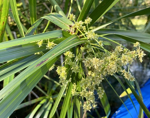 Cyperus alternifolius image