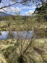 Pimelea pauciflora