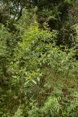 Catha edulis