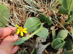 Senecio coronatus