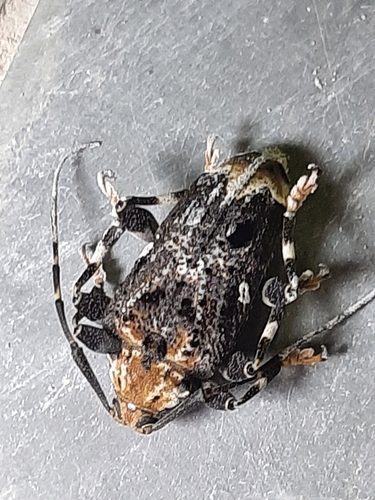 Trypanidius dimidiatus