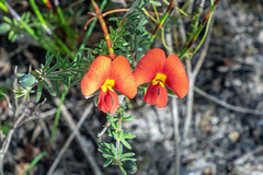 Gompholobium ecostatum