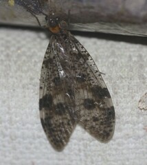 Archichauliodes guttiferus