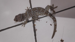 Gekko gecko