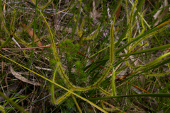 Drosera binata