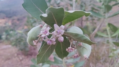 Calotropis gigantea
