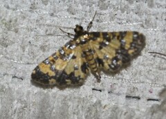 Eurrhyparodes tricoloralis