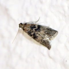 Acrobasis advenella