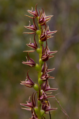 Prasophyllum appendiculatum