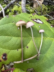 Mycena rubromarginata