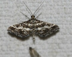 Diasemiopsis ramburialis