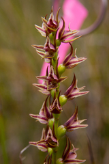 Prasophyllum appendiculatum
