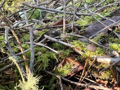 Mycena rubromarginata