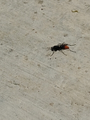 Tachypompilus analis