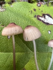 Mycena rubromarginata