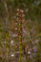Prasophyllum appendiculatum