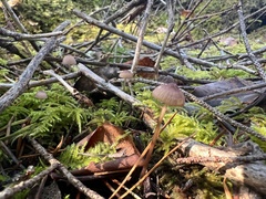 Mycena rubromarginata