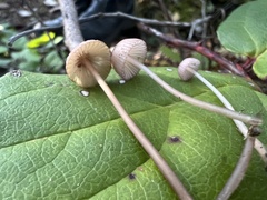 Mycena rubromarginata