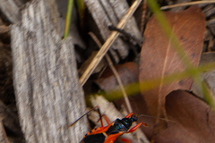 Ectomocoris