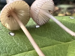 Mycena rubromarginata