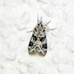 Eudonia delunella