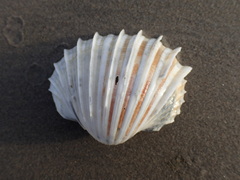 Cardium maxicostatum