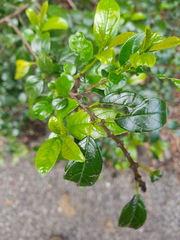 Rhamnus prinoides