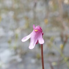 Utricularia tenella