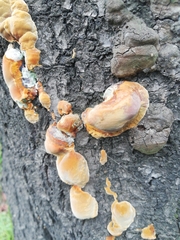 Phellinus pomaceus