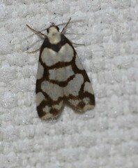 Scaptesyle dichotoma