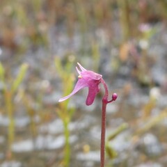 Utricularia tenella