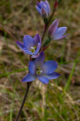 Thelymitra media