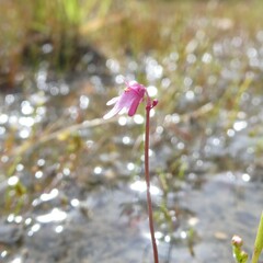 Utricularia tenella
