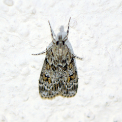 Scoparia pyralella