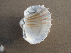 Cardium maxicostatum