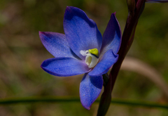 Thelymitra media
