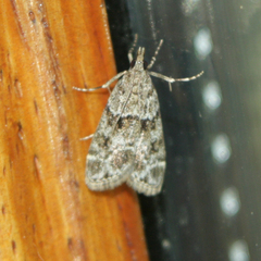 Eudonia mercurella