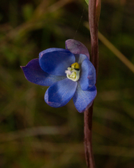 Thelymitra media