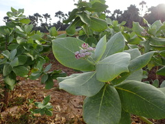 Calotropis procera image