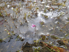Utricularia tenella
