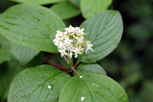 baltoji sedula nuotrauka
