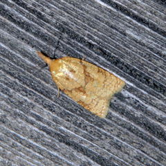 Sparganothis pilleriana