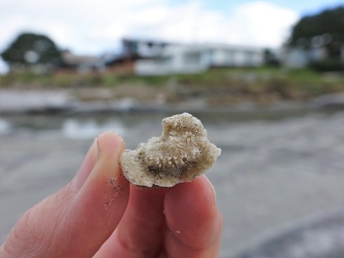 Disporella pristis