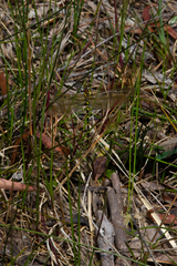 Synthemis eustalacta