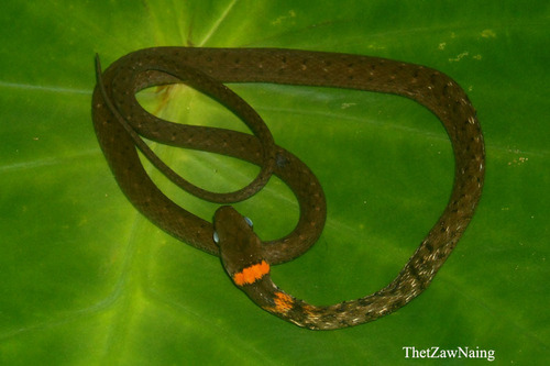 Orange-collared Keelback