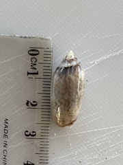 Oliva australis