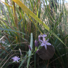 Caesia calliantha